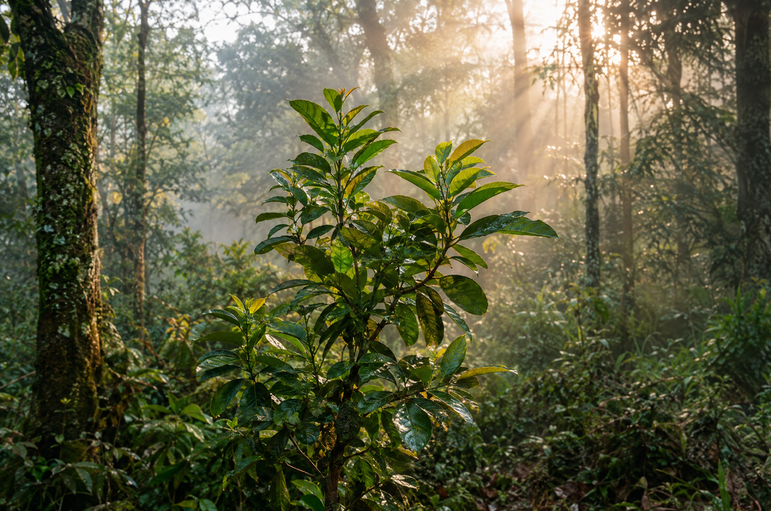 Las leyendas de la Yerba Mate