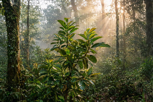 Las leyendas de la Yerba Mate